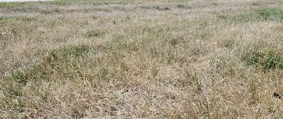 The Effects of Summer Heat on Cool Season Grasses